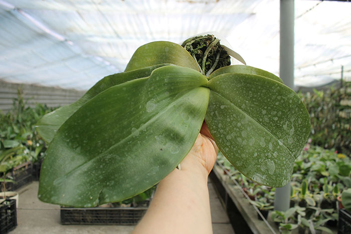 Phalaenopsis Ohl Flame 'Yung Ho'.jpg