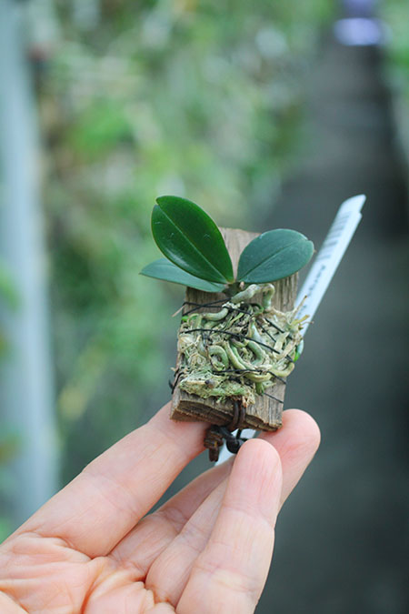 Aerangis fuscata.jpg