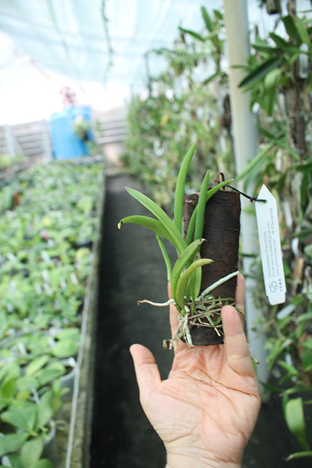 Rhyncholaeliocattleya Chushan.jpg