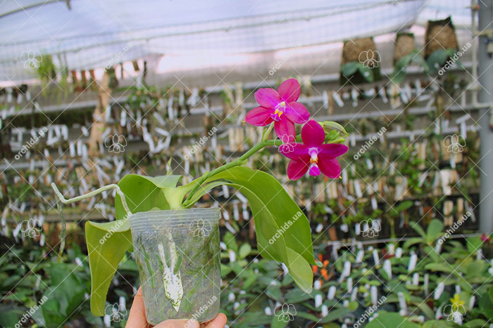 Phalaenopsis Joey x Samera indigo.jpg