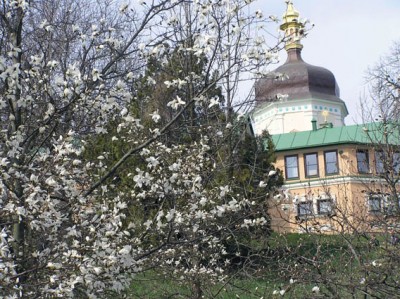 с сада сагнолий