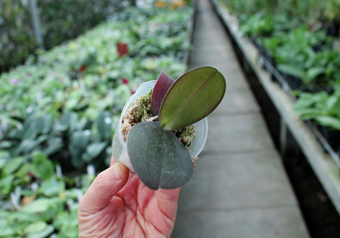 Phalaenopsis Penang x gigantea.jpg