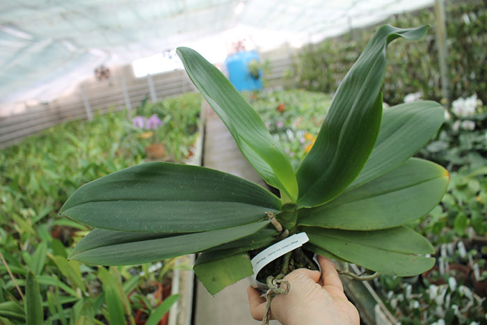 Phalaenopsis I-Hsin Ice Coke 'peloric'.jpg