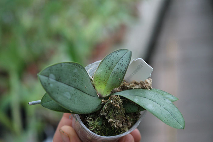 Phalaenopsis Bronze Maiden (schilleriana x mannii).jpg