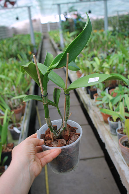 Cattlianthe Siamese Doll 'Kiwi'.jpg