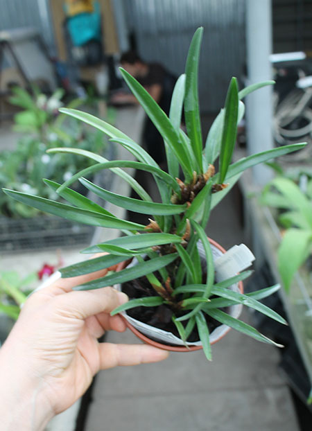 Ceratostylis rubra.jpg