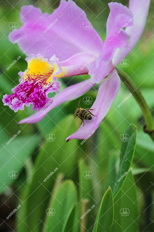 Cattleya lueddemanniana escura x Cattleya lueddemanniana 'America'.jpg