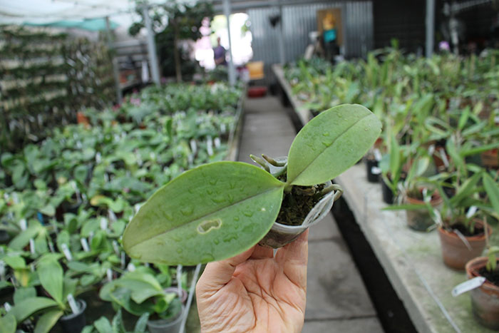 Phalaenopsis Chingher Buddha x Sogo Dio.jpg