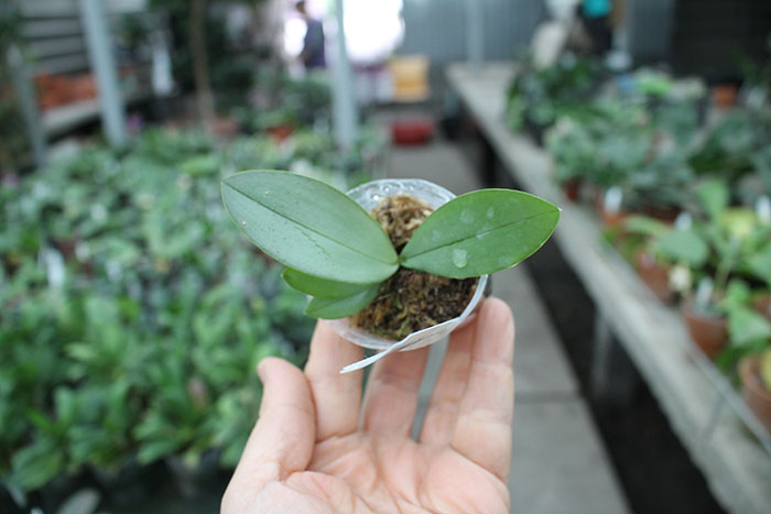 Phalaenopsis Bronze Maiden (schilleriana x mannii).jpg