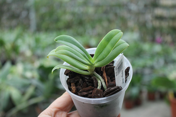 Aerangis ellisii.jpg