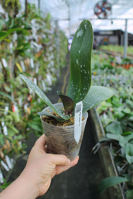 Phalaenopsis sanderiana.jpg