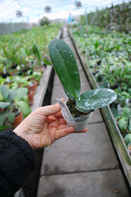 Phalaenopsis Ark's Ray.jpg