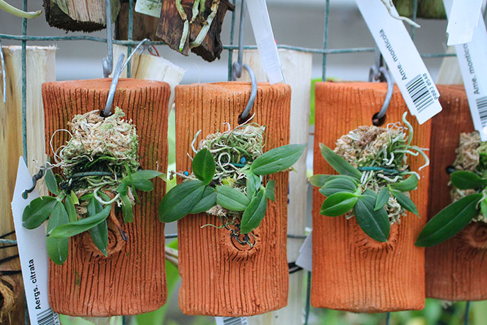 Aerangis citrata.jpg