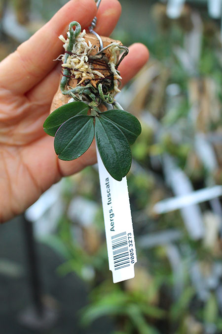 Aerangis fuscata.jpg