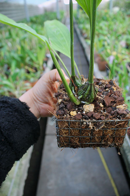 Stanhopea grandiflora.jpg