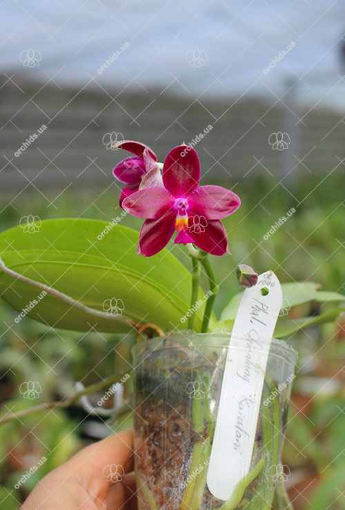 Phalaenopsis Chienlung Kaiulani.jpg