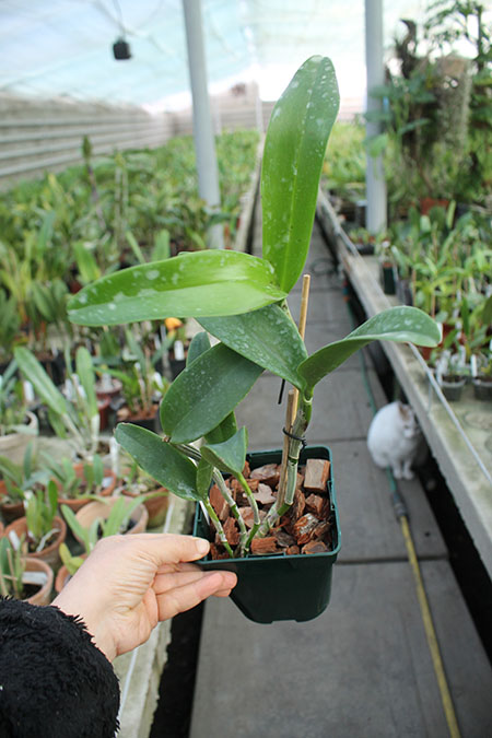 Cattlianthe Siamese Doll 'Kiwi'.jpg