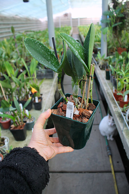Cattleya dolosa var alba.jpg