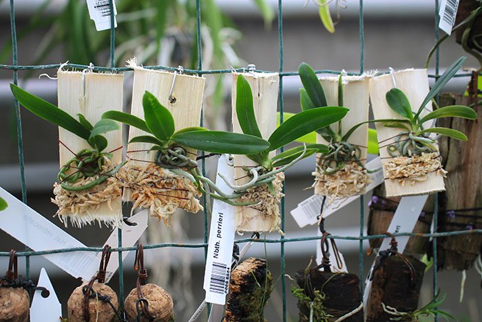 Neobathiea perrieri.jpg