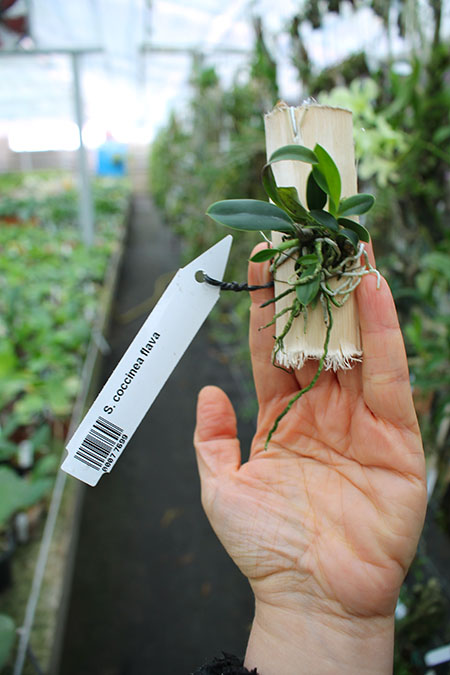 Sophronitis coccinea flava.jpg