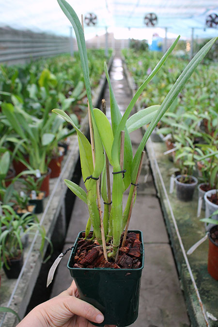 Cattleya mossiae alba 'Irene' x Cattleya mossiae alba 'Orosco'.jpg