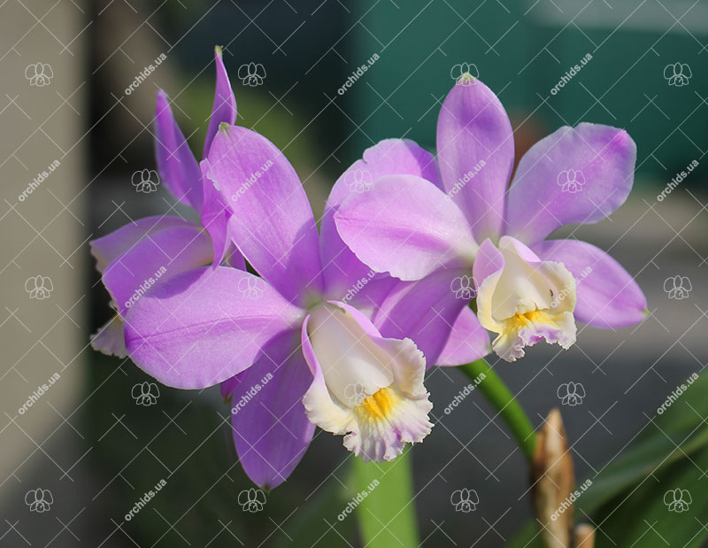 Cattleya harrisoniana clara 'Formosinha' x Cattleya harrisoniana escura 'Cheung's Delight'.jpg