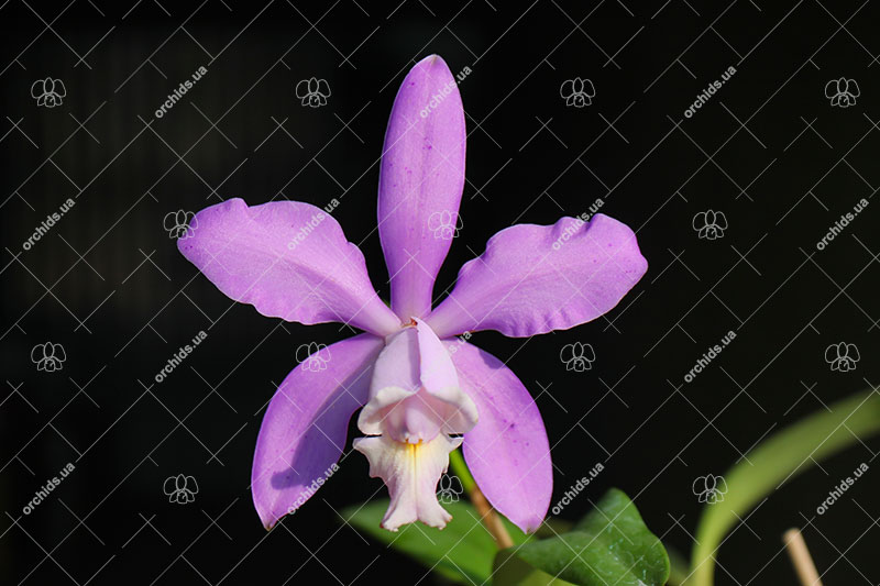 Laeliocattleya Fonte da Saudade.jpg