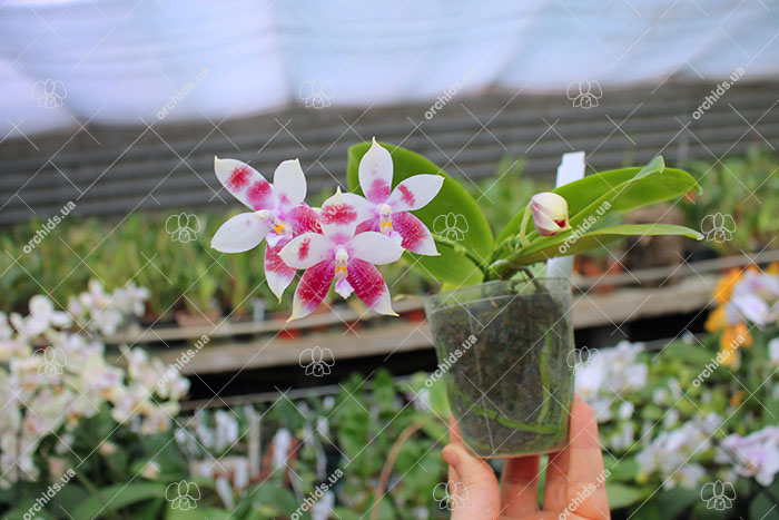 Phalaenopsis speciosa x Mituo Prince 'Bb'.jpg