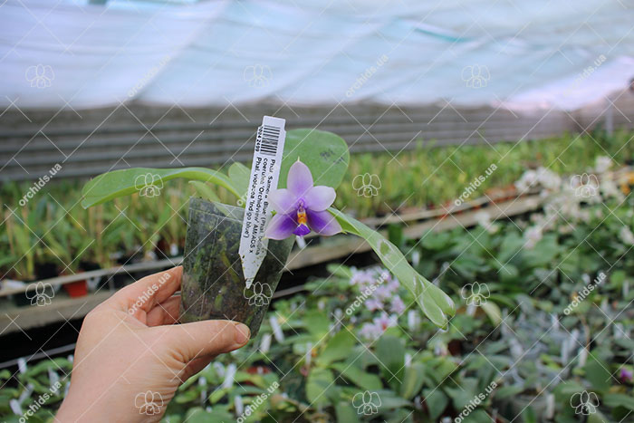 Phalaenopsis Samera Blue 'Mituo#1'.jpg