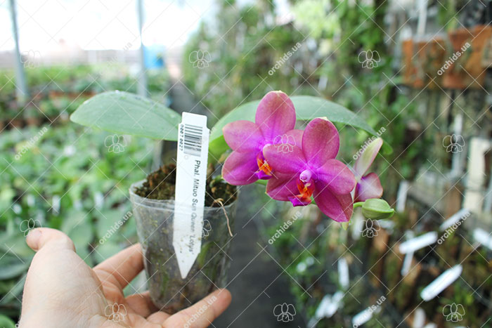 Phalaenopsis Mituo Sun Queen 'Lotus'.jpg