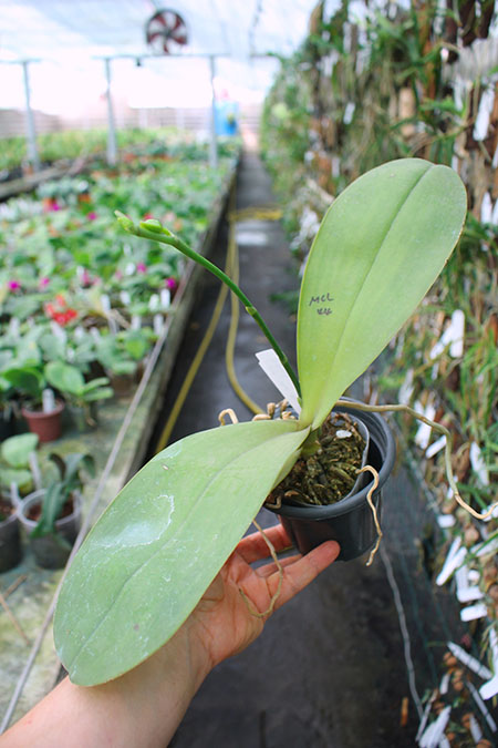 Phalaenopsis Mituo Diamond 'B-B'.jpg