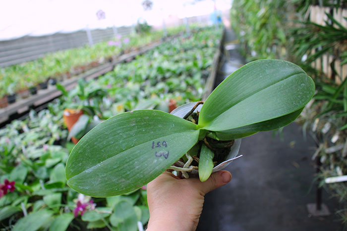 Phalaenopsis Mituo Golden 'M-2' x Ld's Bear Queen.jpg