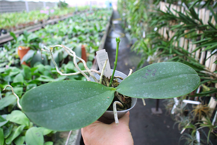 Phalaenopsis Mituo Champion King 'Yellow Star'.jpg