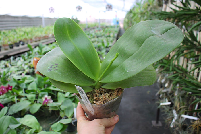 Phalaenopsis Mituo Sun 'Mituo #1' x Ld's Bear King 'YK-14'.jpg