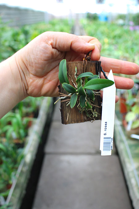 Sophronitis rosea.jpg