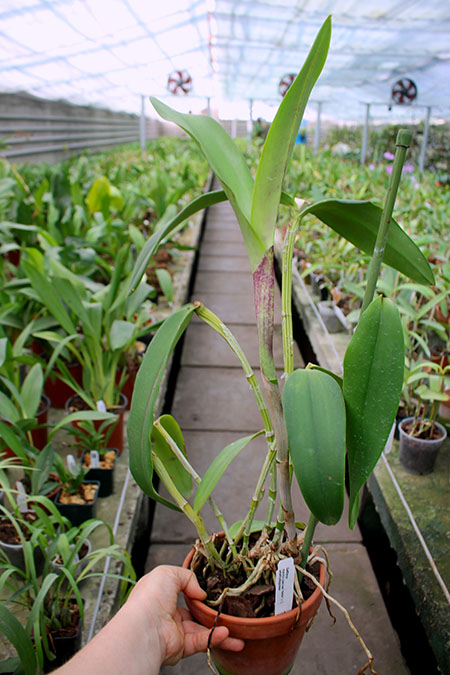 Cattleya maxima coerulea 'Hector' x amethystoglossa.jpg