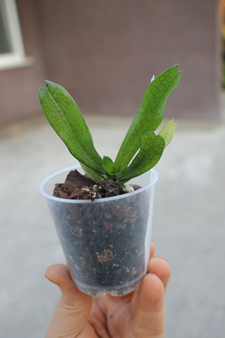 Aerangis mystacidii.jpg