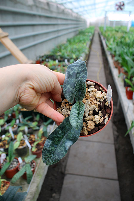 Paphiopedilum vietnamense.jpg