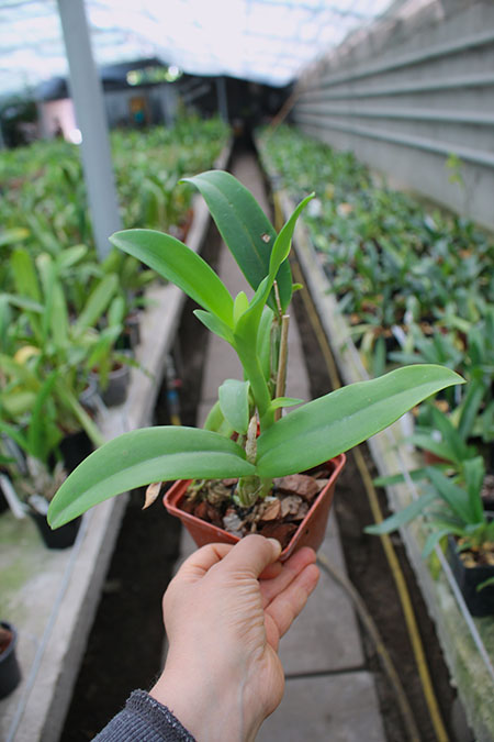Guarianthe aurantiaca 'Mishima Spot'.jpg