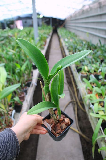 Sophrolaeliocattleya Little Fairy 'Little Fairy'.jpg