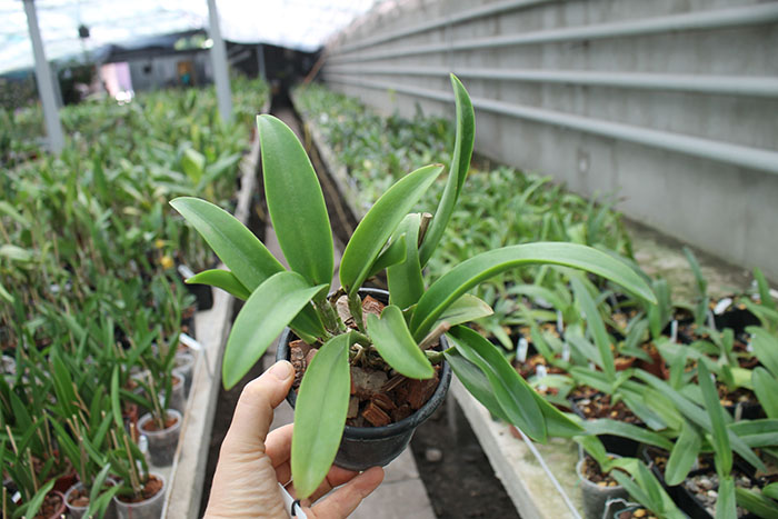 Brassocatanthe Jairak Fire Star.jpg