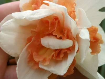 немного подправленные фото тинка