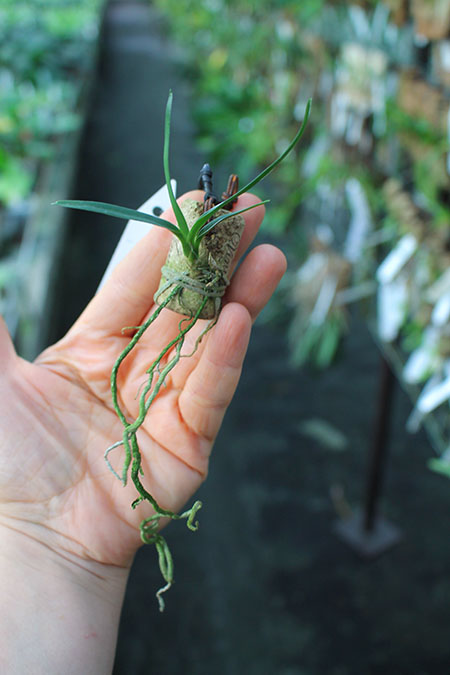 Angraecum viguieri.jpg