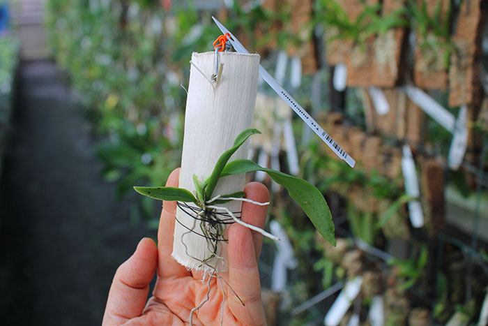 Trichocentrum pulchrum.jpg