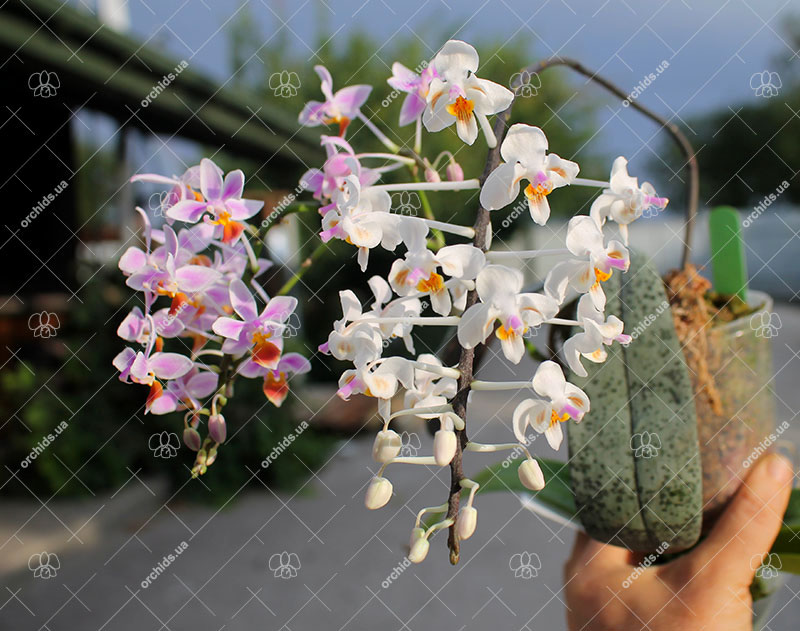 Cascade phalaenopsis.jpg