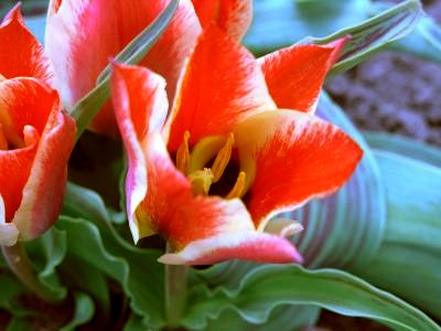 немного подправленные фото тинка