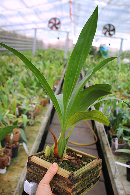 Acineta chrysantha.jpg