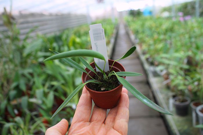 Pleurothalis dilemma.jpg