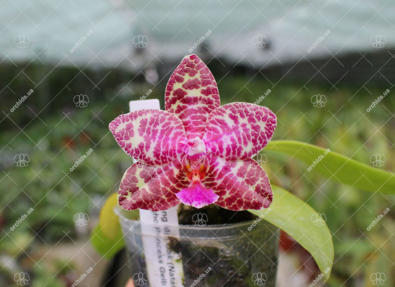 Phalaenopsis Zheng Min Oak (Natasha 'Joy #3' x Yungho Princess Gelb 'Huey Fong').jpg