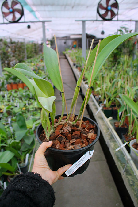 Cattleya trianae amesiana A x Cattleya trianae amesiana B.jpg
